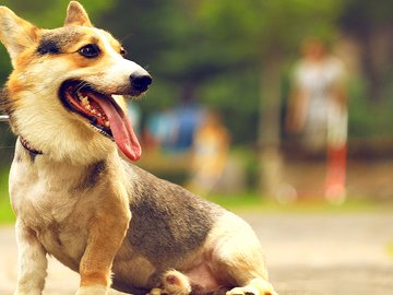 宠物 狗 汪星人 柯基犬