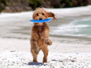 宠物 狗 汪星人 泰迪犬