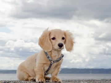 宠物 狗 汪星人 腊肠犬