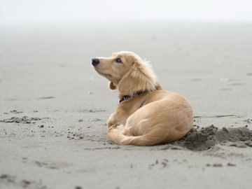 宠物 狗 汪星人 金毛犬