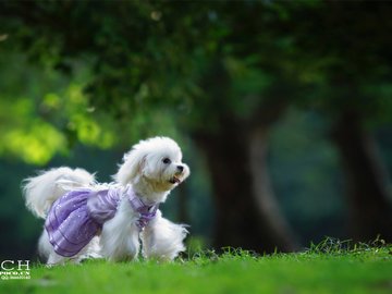 宠物 狗 汪星人 贵宾犬