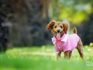 宠物 狗 汪星人 泰迪犬