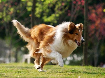 宠物 狗 汪星人 苏格兰牧羊犬 苏牧