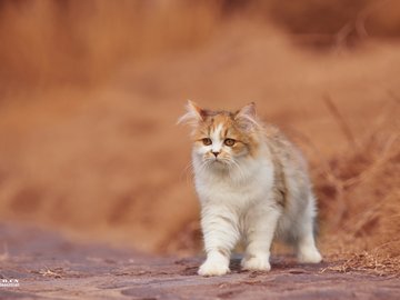 宠物 猫 喵星人