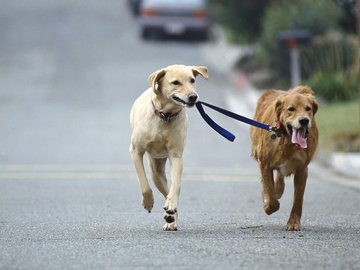 宠物 狗 汪星人 拉布拉多犬 金毛犬