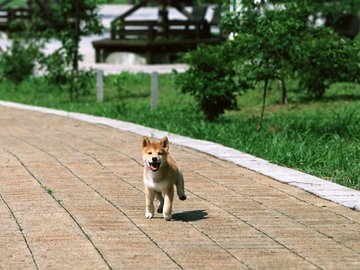 宠物 狗 汪星人 柴犬