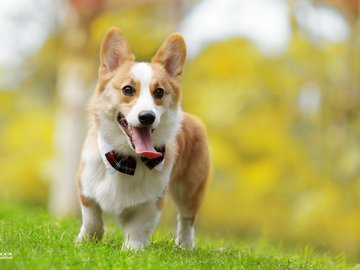 宠物 狗 汪星人 柯基犬