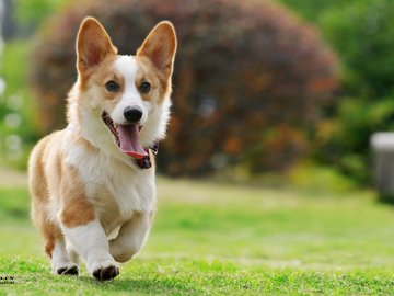 宠物 狗 汪星人 柯基犬