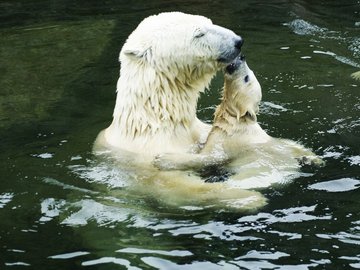 野生动物 北极熊 极地