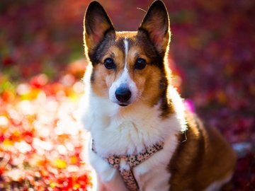 宠物 狗 汪星人 柯基犬