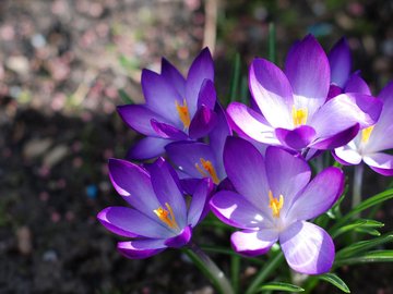 花卉 番红花 藏红花 西红花 娇艳欲滴