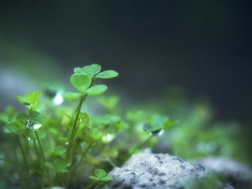 花卉 三叶草 车轴草 护眼壁纸