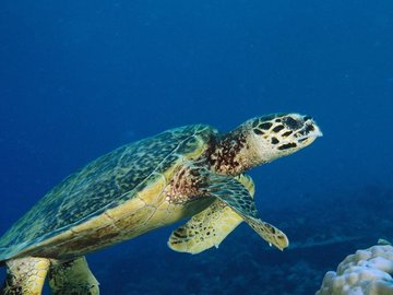 萌宠 海龟 海底世界