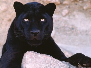 猫科 野兽 动物 狮子 老虎 野生动物