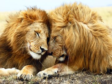 萌宠 动物 可爱 萌物 野生动物 丛林之王 狮子 热带生物