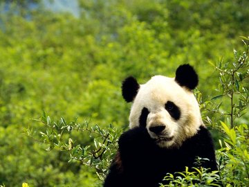 野生动物 大熊猫