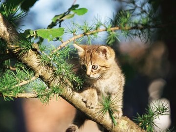 萌宠 动物 可爱 萌物 宠物 喵星人 猫 可怜巴巴 卖萌图 儿童桌面专用