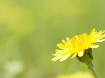 小清新 清新淡雅 花卉