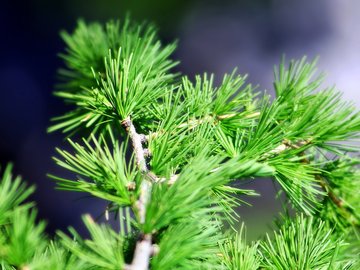 小清新 舒缓压力 绿色 植物