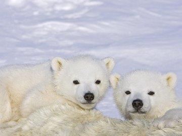 北极熊 极地物种
