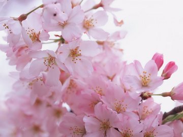 小清新 鸟语花香 花卉