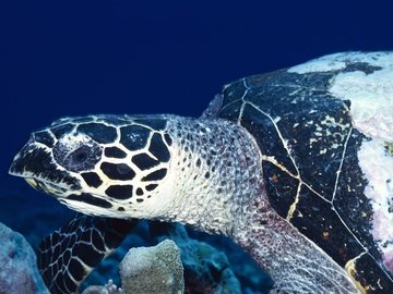 萌宠 海龟 海底世界