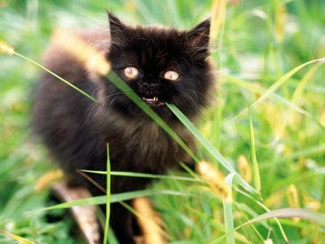 绿草 可爱 小猫咪 宽屏 猫 动物