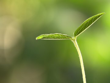 小清新 舒缓压力 绿色 芽