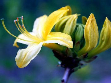 小清新 静物写真 静物 植物 花卉