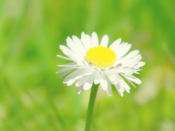 小清新 植物 花卉 鸟语花香