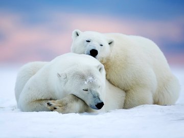 萌宠 极地动物 北极熊 可爱