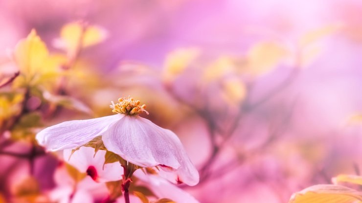 小清新 温暖 干净 安静 唯美 静物 物语 时光 花 清新淡雅 鸟语花香