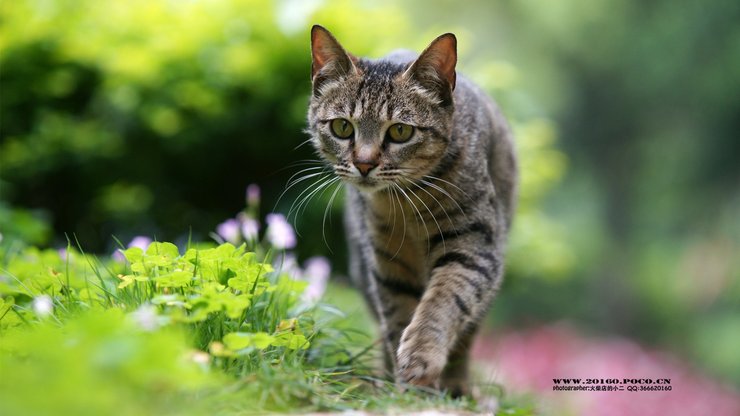 萌宠 喵星人 猫咪 猫 摄影 独家首发 摄影师火柴店的小二