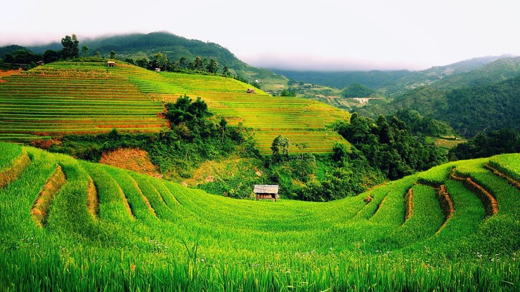 风景 田园 梯田