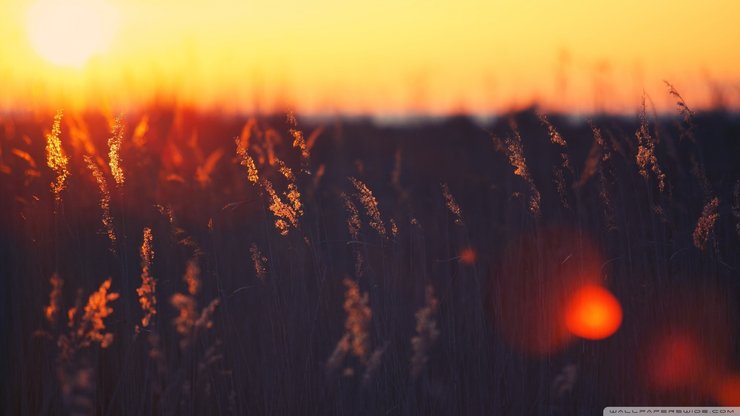 风景 夕阳 微距 田野 唯美 摄影 黄昏