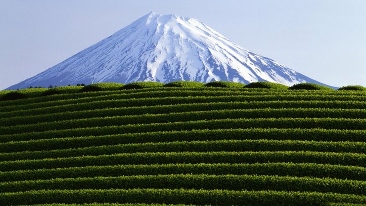 风景 农场 茶园