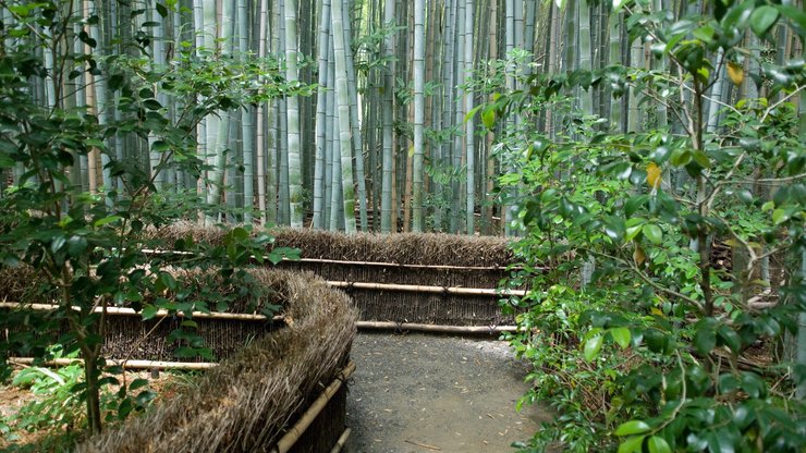 开阔 风景 阳光 大气 旅游 风光 竹林 竹子 竹