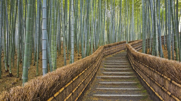 开阔 风景 阳光 大气 旅游 风光 竹林 竹子 竹