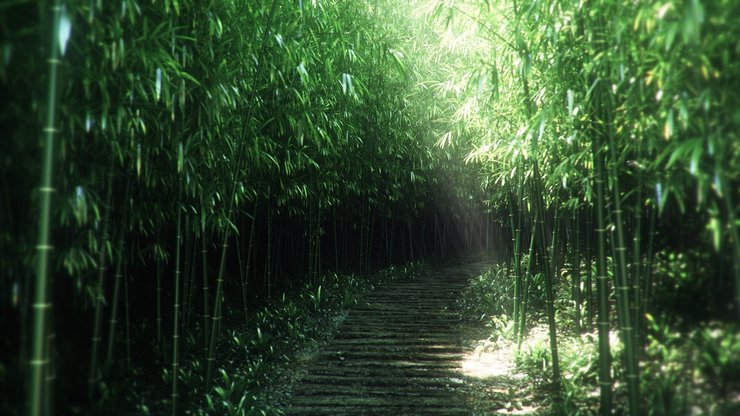 开阔 风景 阳光 大气 旅游 风光 竹林 竹子 竹 绿竹