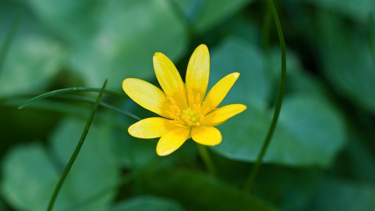 小清新 娇艳欲滴 花卉