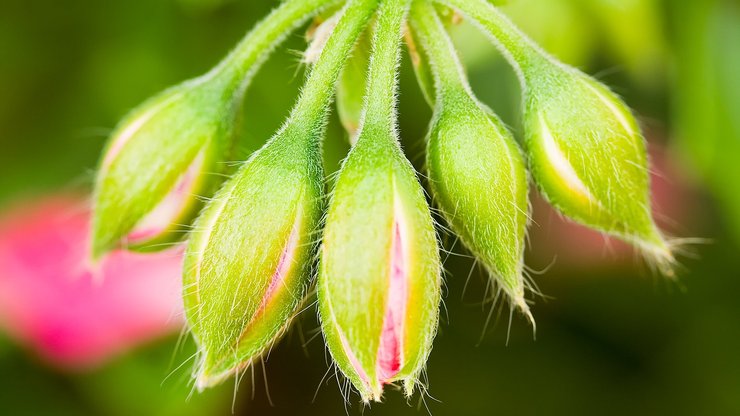 小清新 静物写真 花蕾