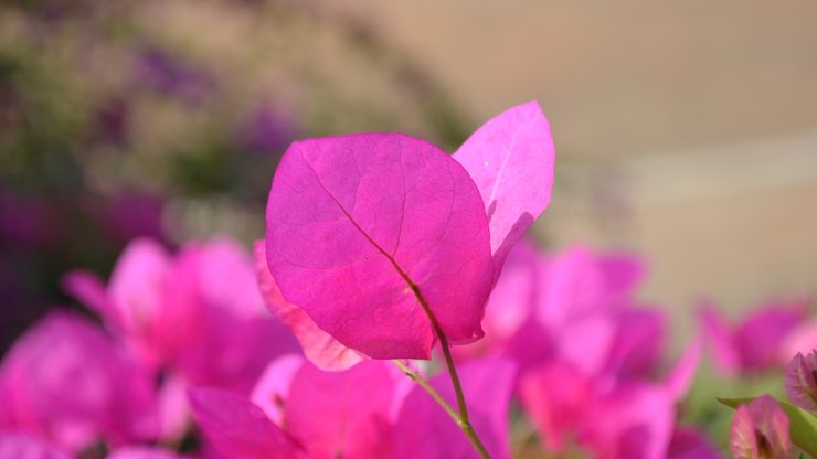 小清新 静物写真 叶子