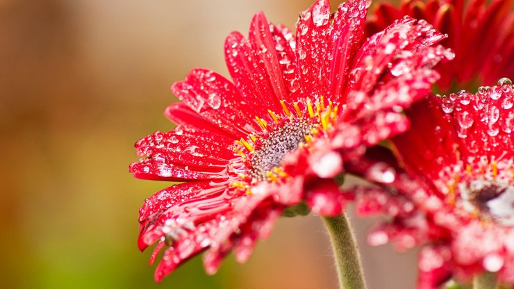 小清新 娇艳欲滴 花卉