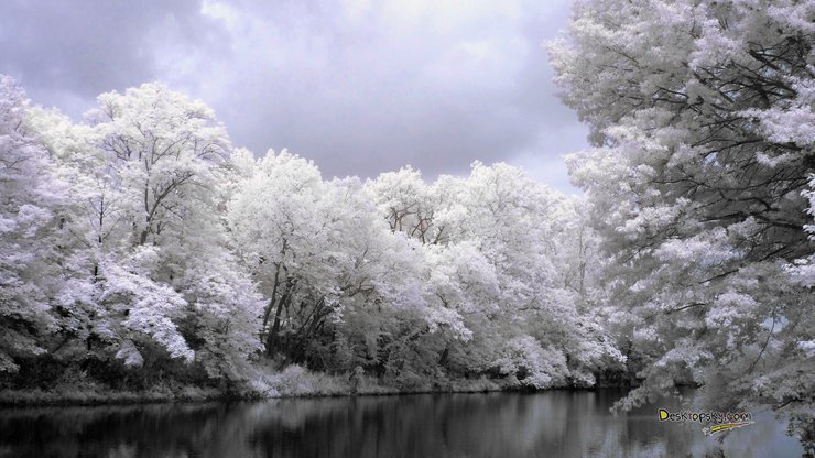 风景 雪景 河流 树林