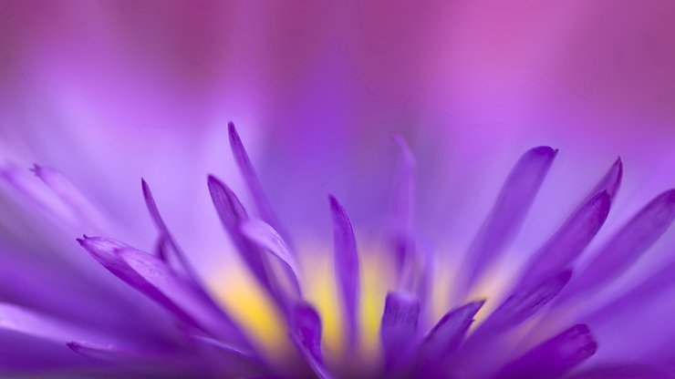 植物 花朵 菊花