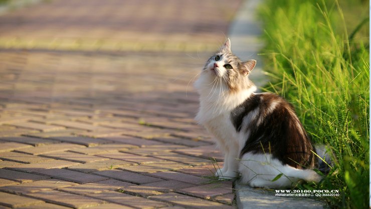 萌宠 喵星人 猫咪 火柴摄影