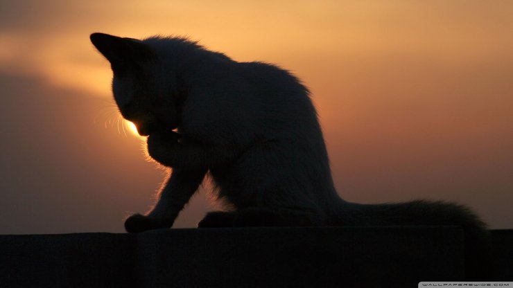 萌宠 喵星人 猫咪 猫 cat