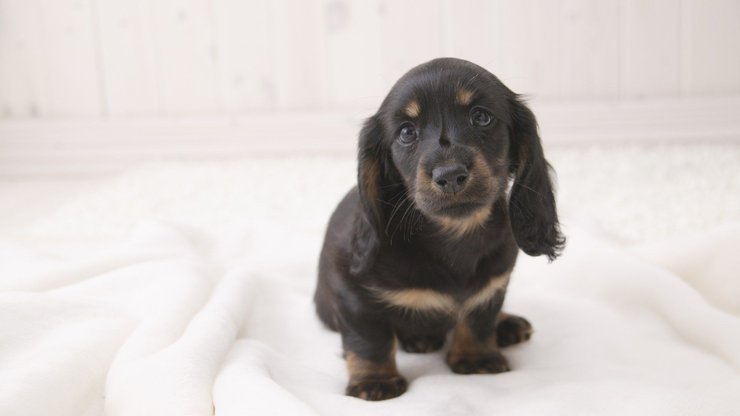 宠物 狗 汪星人 腊肠犬