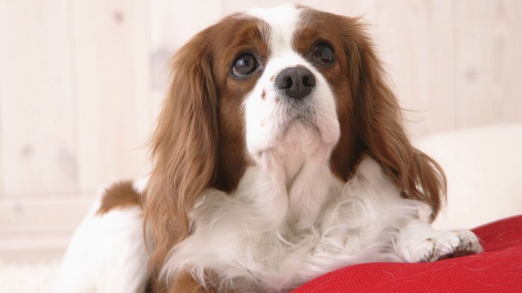 宠物 狗 汪星人 查理士王小猎犬