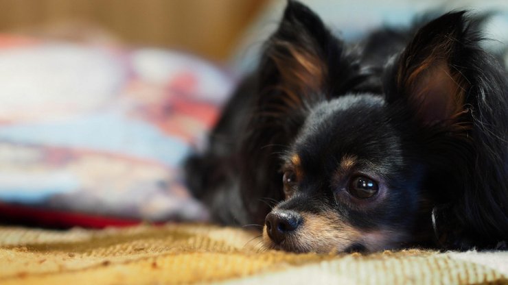 宠物 狗 汪星人 吉娃娃犬